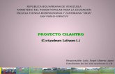 Presentación proyecto cilantro