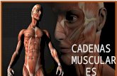Expo cadenas musculares