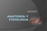 Anatomía y fisiología del hígado