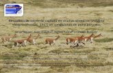 Respuesta de estrés de captura en vicuñas silvestres en condiciones de puna peruana