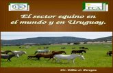 Sector equino clase 1