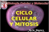 Ciclo Celular Mitosis y Meiosis