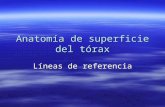 AnatomíA De Superficie Del TóRax  LíNeas Del TóRax