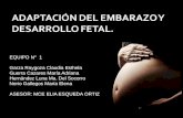 Adaptacion Del Embarazo Y Desarrollo Fetal