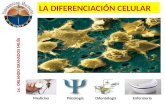 la diferenciación celular