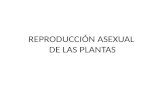 Reproducción asexual de las plantas
