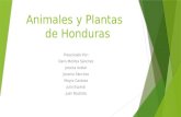Animales y plantas de honduras