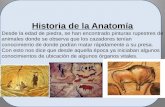 Historia de la anatomía 2011