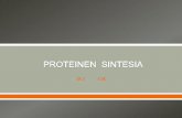 Proteinen sintesia