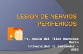 Clase 17 nervio periferico