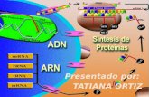 Sintesis de Proteínas