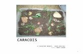 Proxecto OS CARACOIS