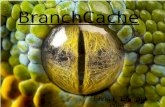 Branchcache presentacion (español)