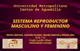SISTEMA REPRODUCTOR MASCULINO Y FEMENINO SCIE112