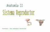 13 sistema reproductor