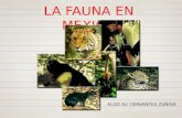 Fauna En Mexico (EXAMEN DEL SEGUNDO PARCIAL DE ALDO ALI CERVANTES ZUÑIGA)