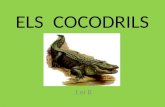Els cocodrils