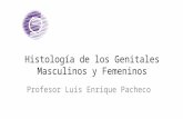 Histología de los genitales masculinos y femeninos