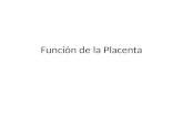 Función de la placenta