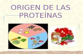 Origen de las proteínas