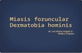 Miasis foruncular, Dermatobia Hominis