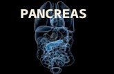 Pancreas (stefano)