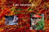 Las neuronas y la marihuana