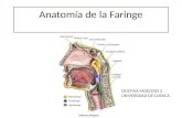Anatomía de la faringe