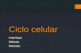 Ciclo celular y  Meiosis