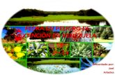 Flora peligro extincion_ariadna_joel