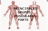 Principales grupos musculares (parte i)