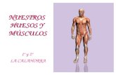 Huesos y músculos - 1º ciclo La Calahorra