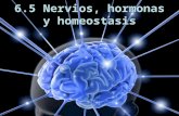 6.5. nervios, hormonas y homeóstasis