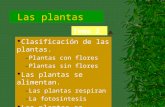 Las Plantas T 3