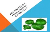 Fotosíntesis y formación de clorofilas