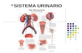 Biologia sistema urinario blog