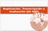 Replicación, transcripción y traducción del adn