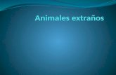 Animales extraños marcos lara diapositivas
