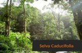 Selva Caducifolia