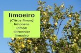 Limoeiro (Citrus limon)