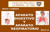 Sistema digestivo y respiratorio.Primaria. IE N°1198 La Ribera. Aula de Innovación Pedagógica