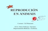 Reproducción animais2013