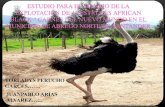 proyecto de avestruces" carne del nuevo mundo"