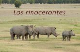 Los rinocerontes en extinción