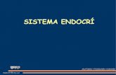 Sistema endocrí