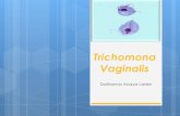Trichomona vaginalis