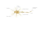 PresentacióN Neuronas