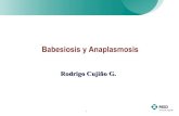 Anaplasmosis y babesiosis fp msd antiparasitarios finca productiva