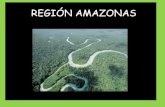 Dpto amazonas