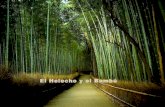 La Historia del Bambú en multinivel por internet. CristinaNebot.com